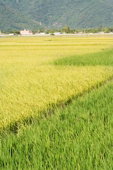 Idyllic rural scenery with yellow paddy field in Taiwan, Asia.