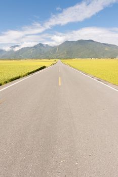 Road in rural with yellow paddy farm in Taiwan, Asia.