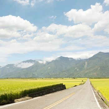 Road in rural with yellow paddy farm in Taiwan, Asia.