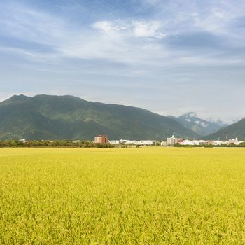 Rural scenery with golden paddy rice farm under sky in Taiwan, Asia.