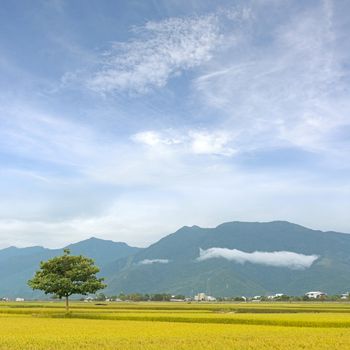 Rural scenery with golden paddy rice farm under sky in Taiwan, Asia.