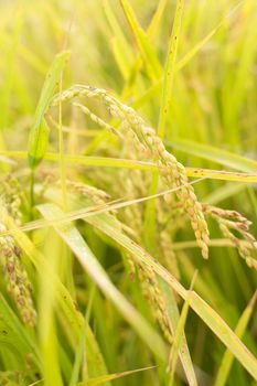 Golden paddy rice farm, closeup image with shallow depth of field.