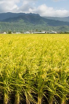 Rural scenery with golden paddy rice farm in Hualien, Taiwan, Asia.