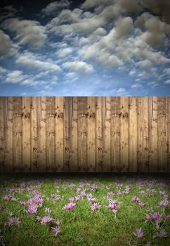 beautiful backyard with crocuses on green lawn and wooden fence