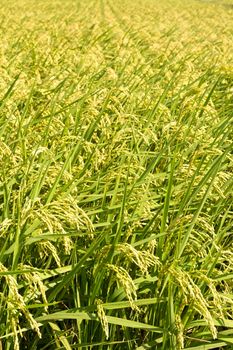 Golden paddy rice farm, closeup image.