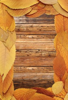 beautiful thanksgiving backdrop made from faded autumn leaves on wood table