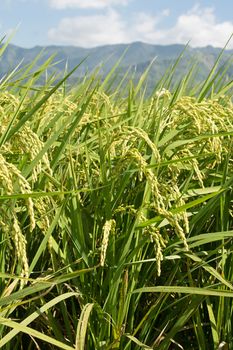 Rural scenery with golden paddy rice farm under blue sky in Hualien, Taiwan, Asia.