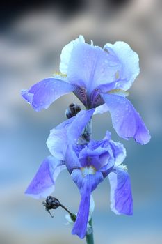 beautiful closeup of blue iris inflorescence over sky background