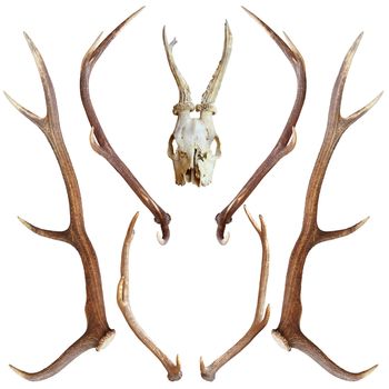 collection of beautiful hunting trophies of roe and red deer isolated over white