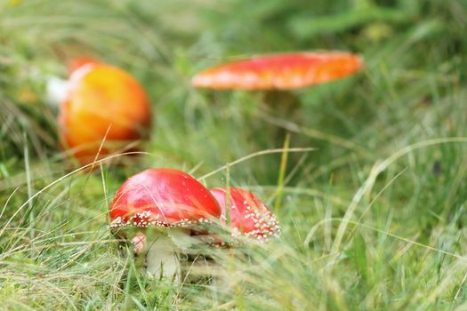 red fly agaric ( amanita muscaria ) growing in group at the shade of the woods