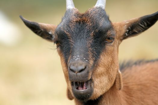 detailed portrait of a brown goat taken at the farm