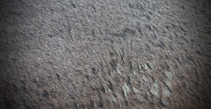 Closeup of textured red deer ( cervus elaphus ) fur on a hunted animal. You can see the mud in the hair, that it's so specific in the mating season because males need to cool themselves