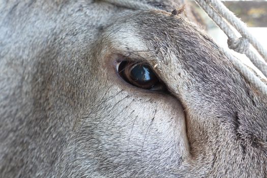 detail of red deer ( cervus elaphus ) eye, image taken on a hunted animal