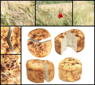 collage with isolated traditional romanian homemade bread and wheat field