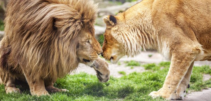 Lovely Lion and Lioness