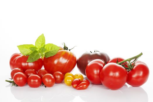 tomatoes and basil isolated on white in studio