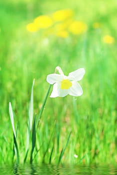 Field of spring flowers and perfect sunny day