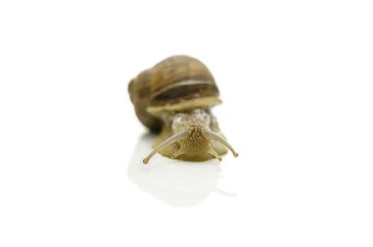 Front view of garden snail isolated on white background