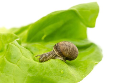 Garden snail eating lettuce leaf. Isolated on white background.