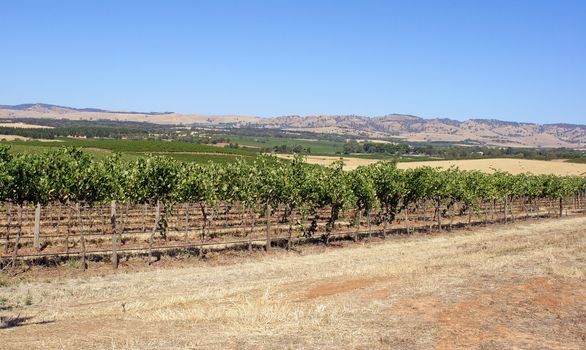 Landscape of Barossa Valley, Australia