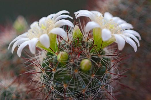 Cactus flower  on dark  background.Image with shallow depth of field.