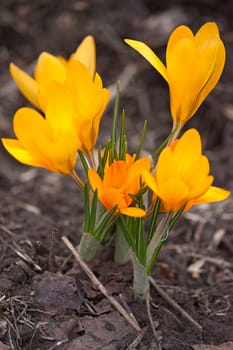 Spring flowers  - Crocuses,close up on  background of  earth.