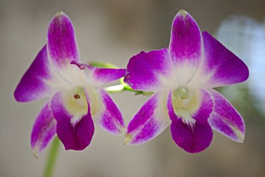 Beautiful flowers of orchids closeup on a background of leaves, Thailand.