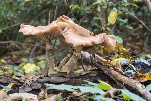 group fungus in autumn forest with leaves 