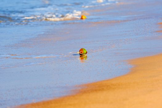 Coconuts on the sandy sea beach