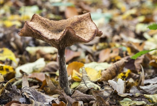 single fungus in autumn forest with leaves 