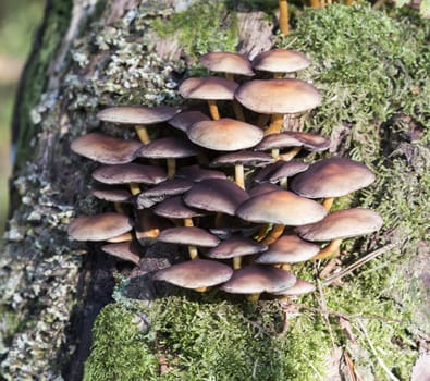 single fungus in autumn forest with leaves 