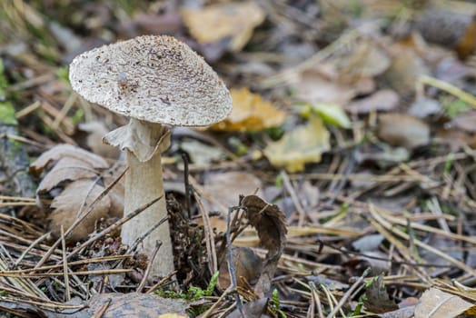 single fungus in autumn forest with leaves 