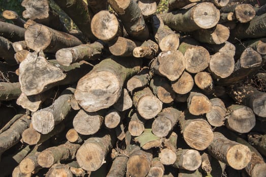 wooden logs  as background in nature