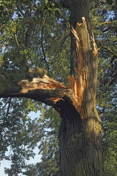  tree trunk broken by a storm