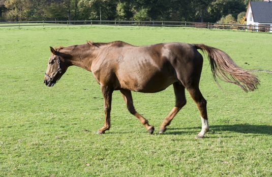 brown horse running on green grass