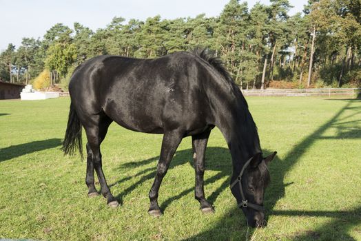 black horse on green grass with autumn forest as background