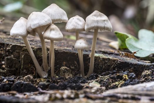 fungus