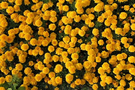 many  Sunny Yellow  marigolds background