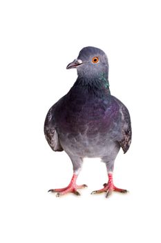 pigeon on a white background close up