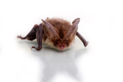 bat close up on a white background