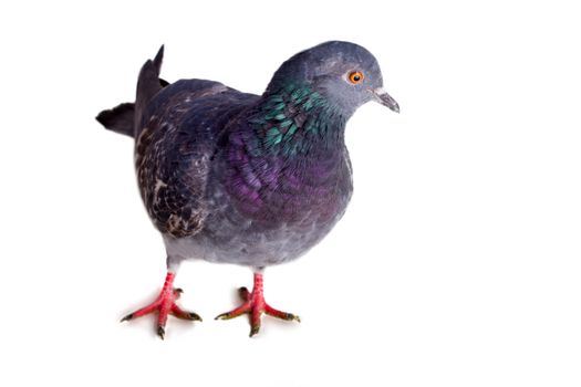 pigeon on a white background close up