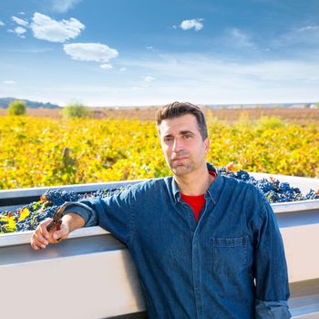 Mediterranean vineyard harvest farmer farming cabernet sauvignon grape field in Spain