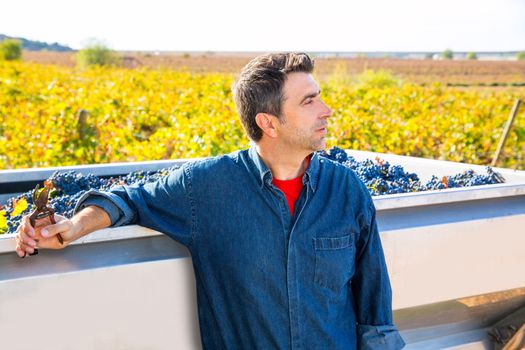 Mediterranean vineyard harvest farmer farming cabernet sauvignon grape field in Spain