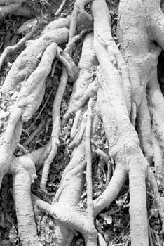 roots