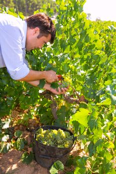 chardonnay harvesting with harvester farmer winemaker in Mediterranean