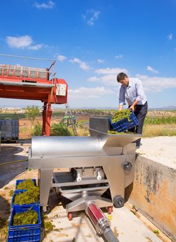 chardonnay wine grapes winemaker in destemmer crushing machine at Mediterranean