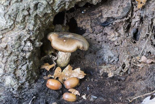 small fungus in hole of tree