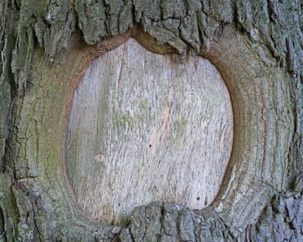 background of old  tree bark in nature like frame