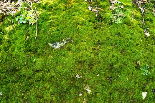 Green moss background