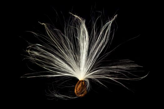 Highly detailed macro image of a single seed pod from Swamp Milkweed flower Asclepias incarnata which has wispy windblown feathery strands attached to brown seeds that are carefully aligned in the shell